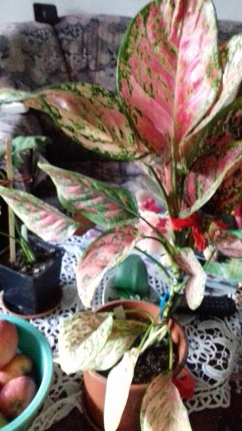  - 003-1 Aglaonema- planta intunericului