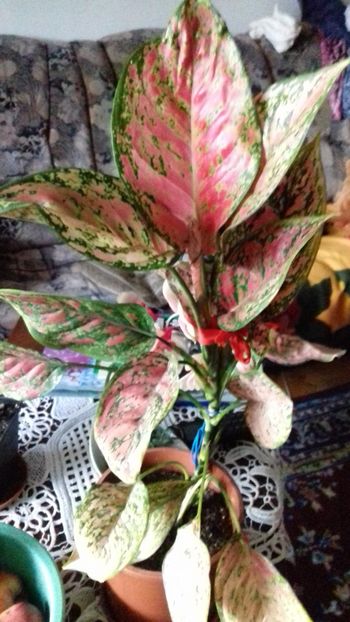  - 003-1 Aglaonema- planta intunericului