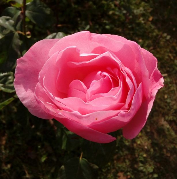  - TRANDAFIRI 2018-2019