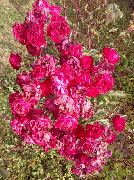  - TRANDAFIRI 2018-2019