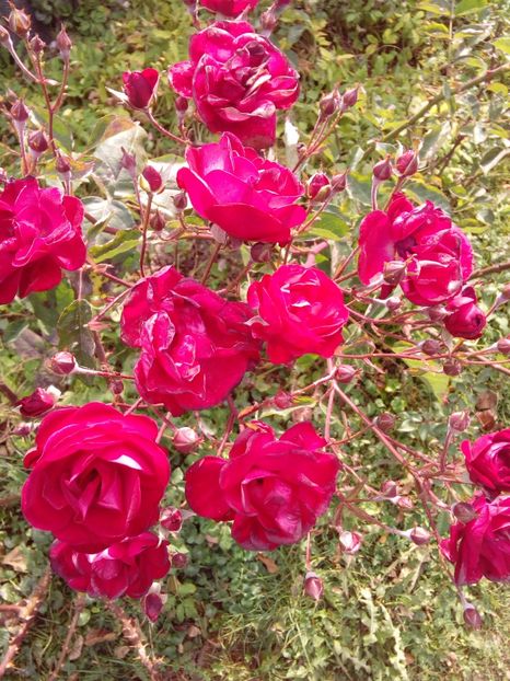  - TRANDAFIRI 2018-2019