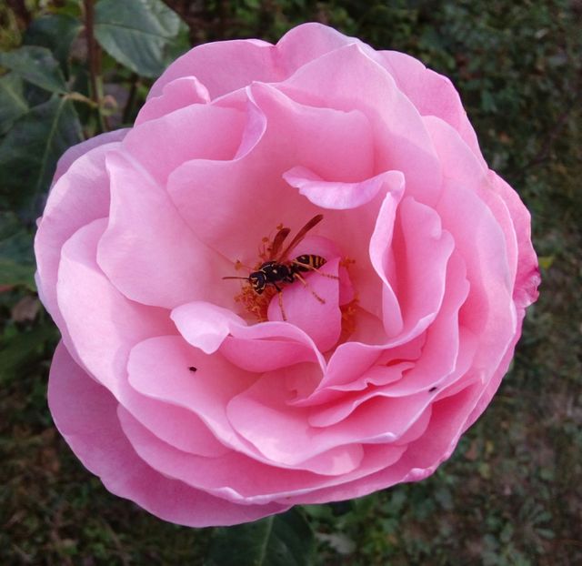  - TRANDAFIRI 2018-2019