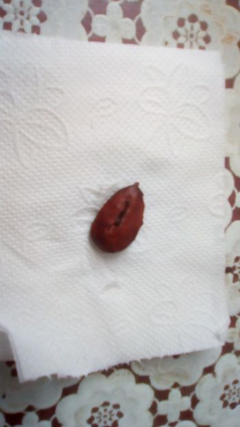 migdal - - Scoala de flori