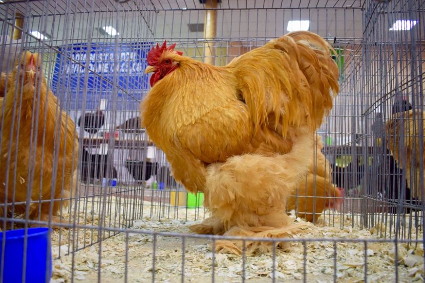 53E4C79B-C71B-4837-A607-31A1D6BFB0CE - Matca 2018-2019 best of Cochin galben