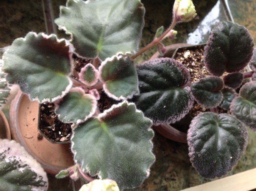 Irish Lullaby si Ma's Pink Beetles - Irish Lullaby