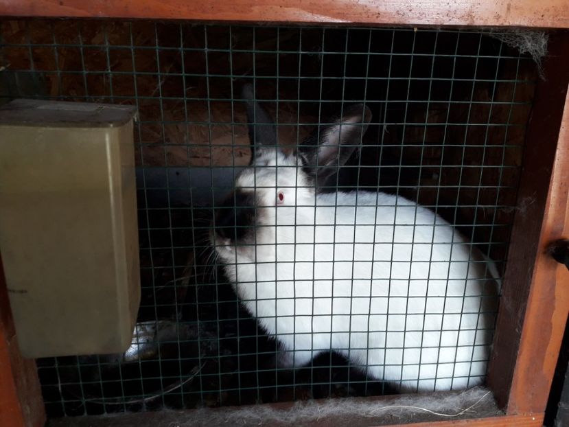  - A-IEPURI CALIFORNIENI