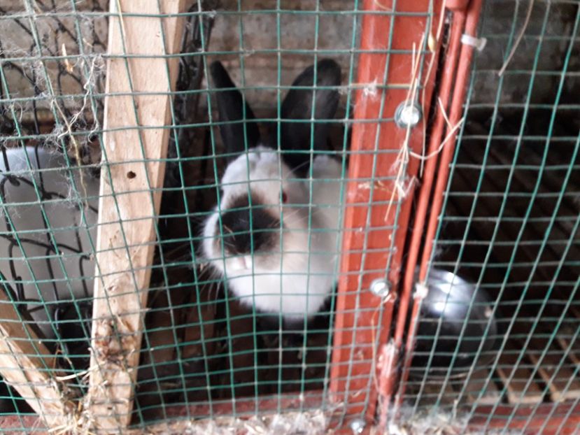  - A-IEPURI CALIFORNIENI