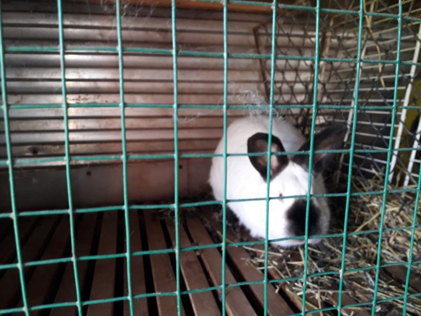  - A-IEPURI CALIFORNIENI