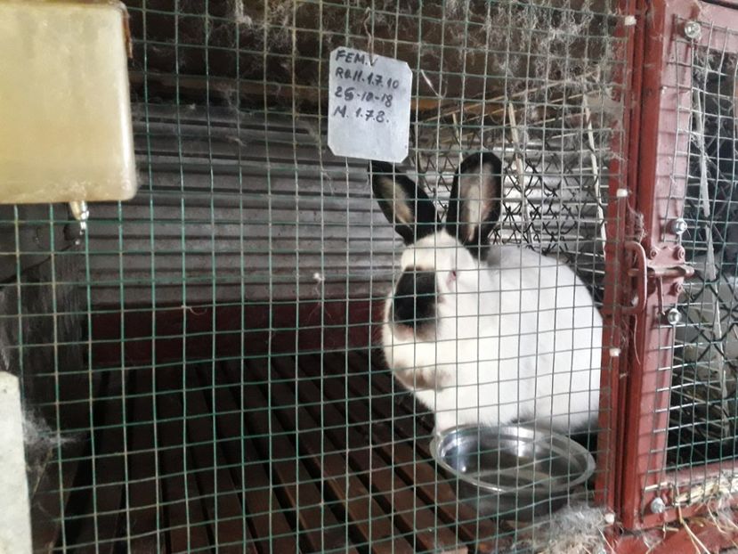  - A-IEPURI CALIFORNIENI