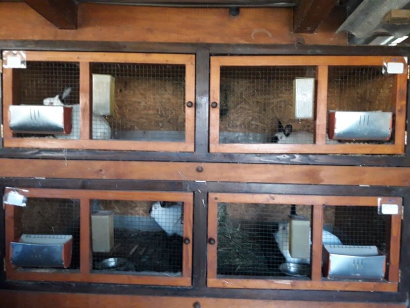  - A-IEPURI CALIFORNIENI