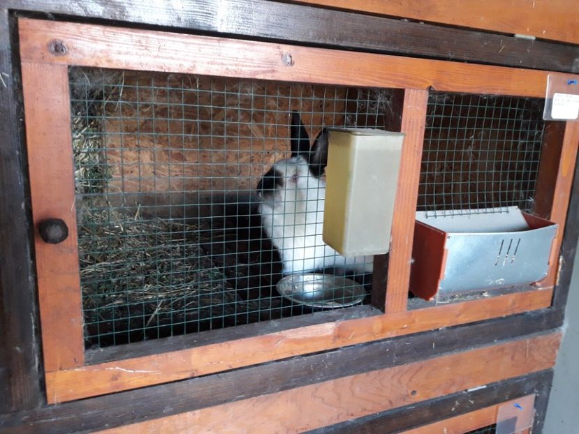  - A-IEPURI CALIFORNIENI