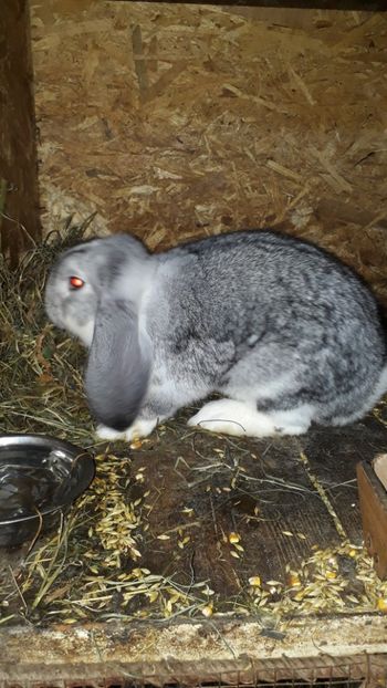 femela - De vânzare octombrie 2018