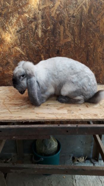 femela - De vânzare octombrie 2018