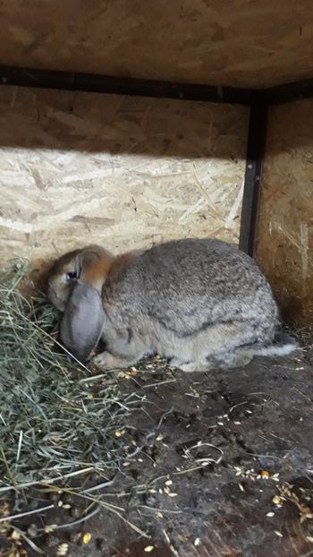 femela - De vânzare octombrie 2018