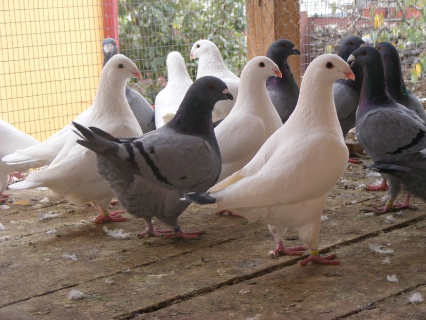  - PORUMBEI DE VANZARE