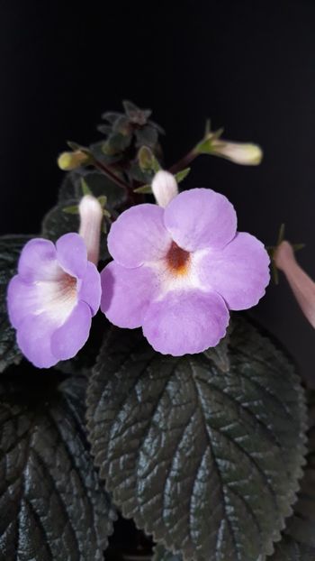  - R19 - Tyche xachicodonia