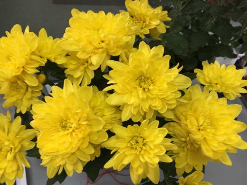 Noutate piata - Crizanteme 2018