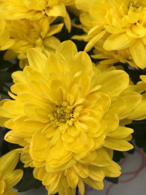 4E40B439-D9B2-4890-8B59-74D9BAEA0271 - Crizanteme 2018