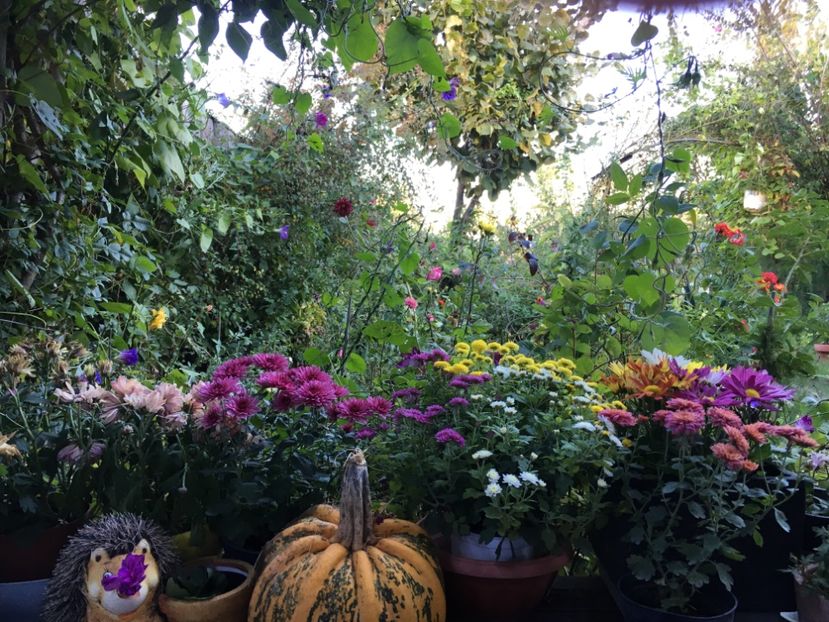 E6DB2849-078E-44A5-9AC6-FDF0F4FE9C49 - Crizanteme 2018