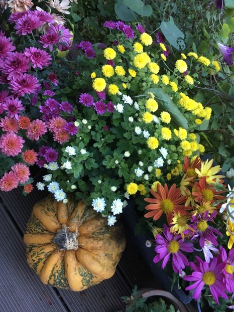 588E2797-DDA2-4827-9623-DB7818BFBFC1 - Crizanteme 2018