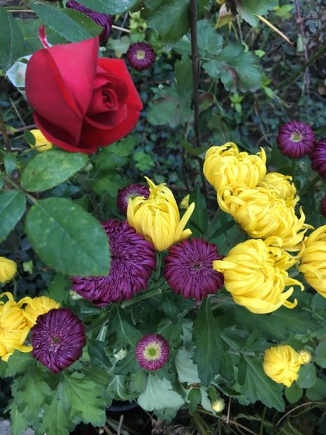 Noi - Crizanteme 2018