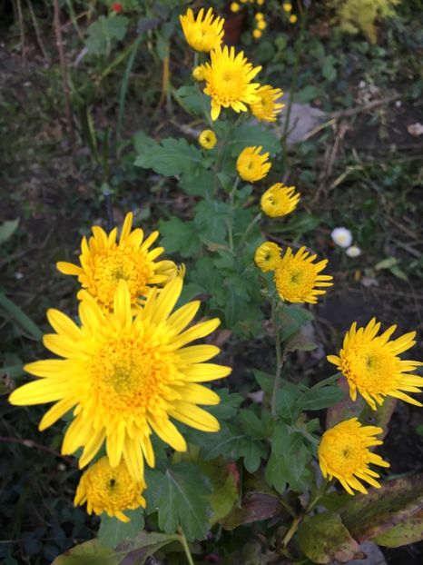 Sheila - Crizanteme 2018