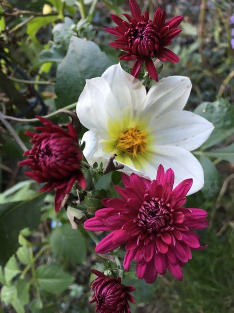 bulgari - Crizanteme 2018