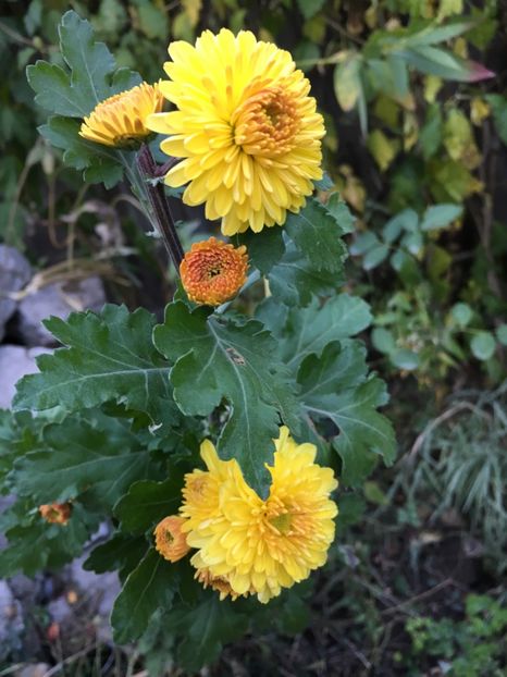 munte - Crizanteme 2018