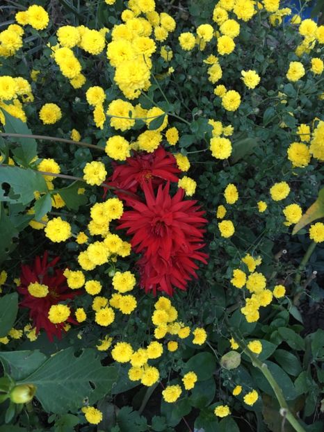 munte - Crizanteme 2018