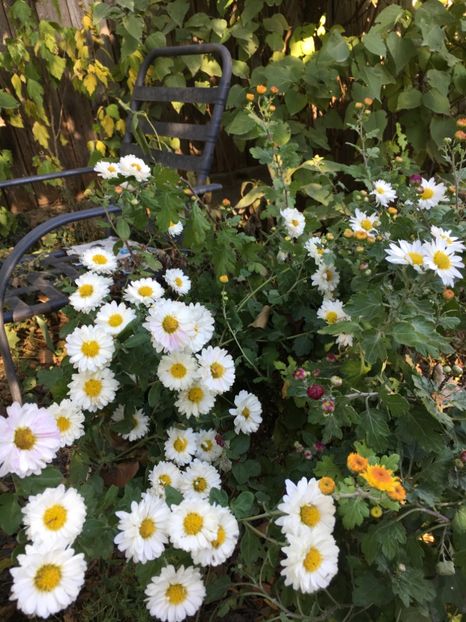 1F43A157-9EE6-455C-96C2-EF58ADE71487 - Crizanteme 2018