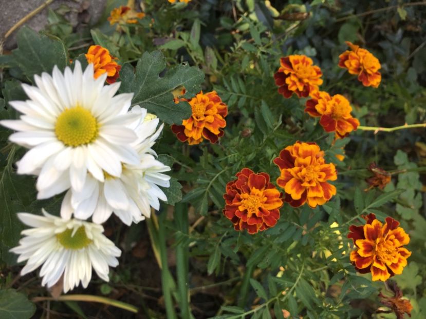 8F4EF579-325B-4E18-B308-5B79FD0DA98B - Crizanteme 2018