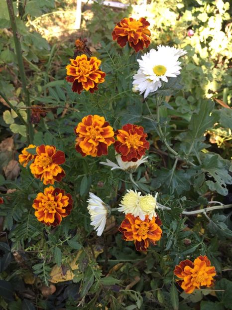 DCE24CD9-C8CD-4786-90B7-43467E94043D - Crizanteme 2018