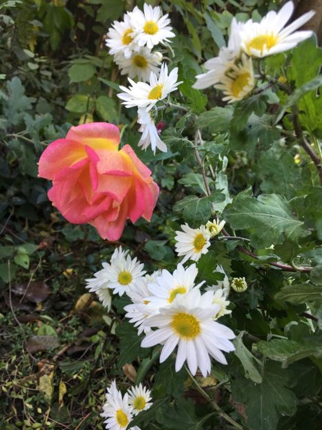 F85DB3DF-9041-44F0-90D6-0909AC2C2FC5 - Crizanteme 2018