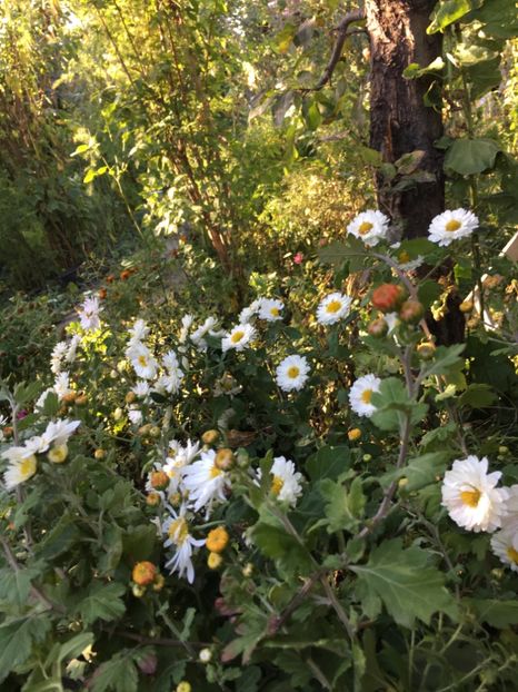 F9035C78-7343-4870-A801-9934C2204661 - Crizanteme 2018