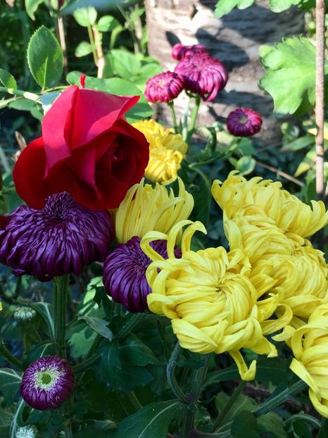 788B1CEB-A0E8-43AB-BC68-4B9B45D76DA3 - Crizanteme 2018