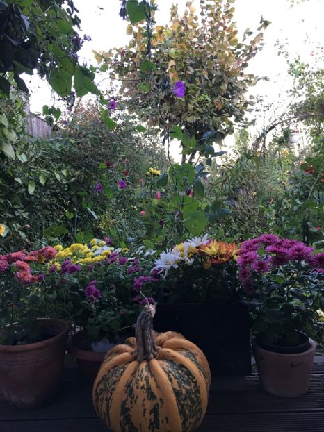 3D426B9F-5712-428E-AE72-6BF35CC42AAD - Crizanteme 2018