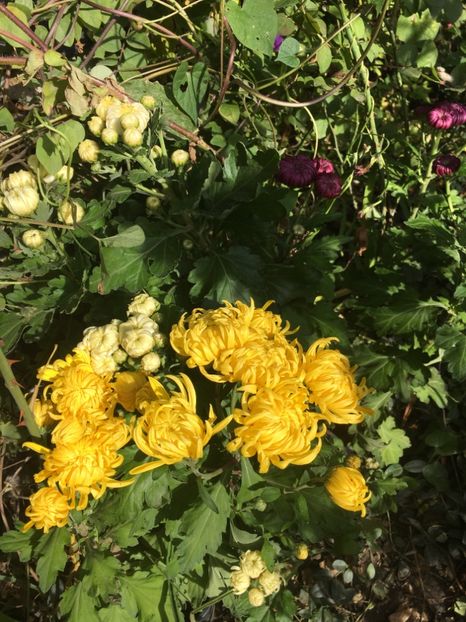 FF536418-A172-476E-864A-A1BB4285467D - Crizanteme 2018