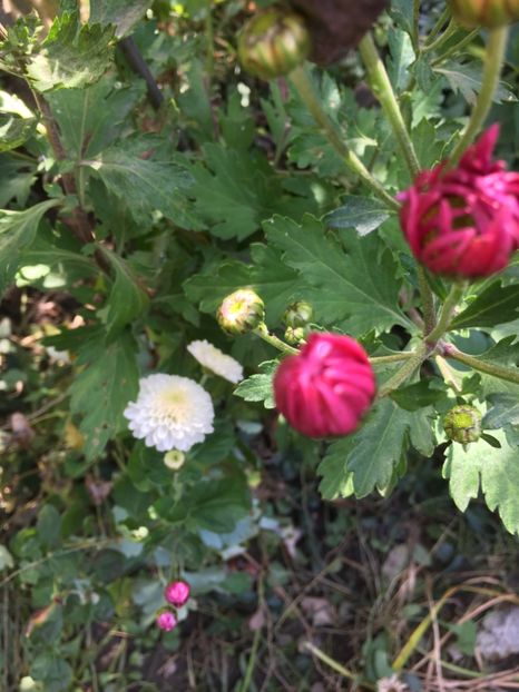 E125F097-5F6C-421B-9EFF-571CFCD67D2D - Crizanteme 2018