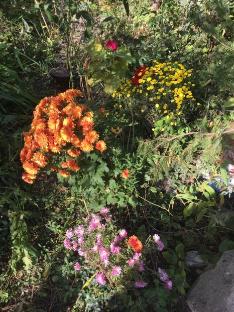 0557B1E0-FE10-4D27-A93B-D7D1F976D150 - Crizanteme 2018