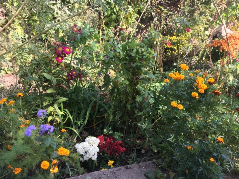 20B9B7E7-53FB-4C41-ABA6-9709612E98D2 - Crizanteme 2018