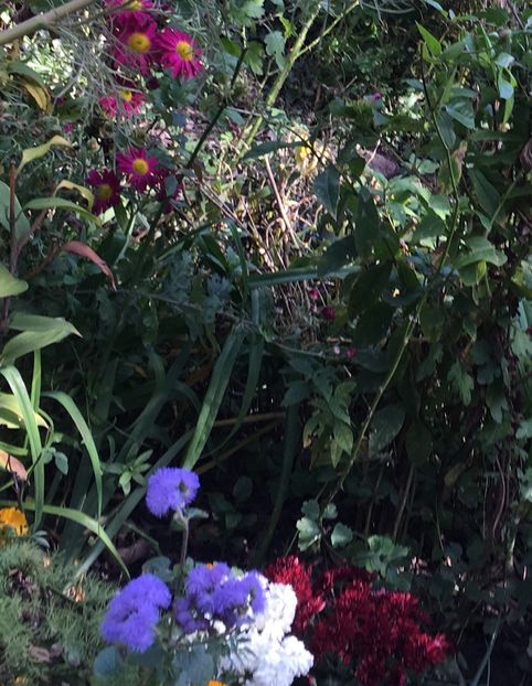 799A1BD2-E344-40BC-89D9-46AEE047248C - Crizanteme 2018