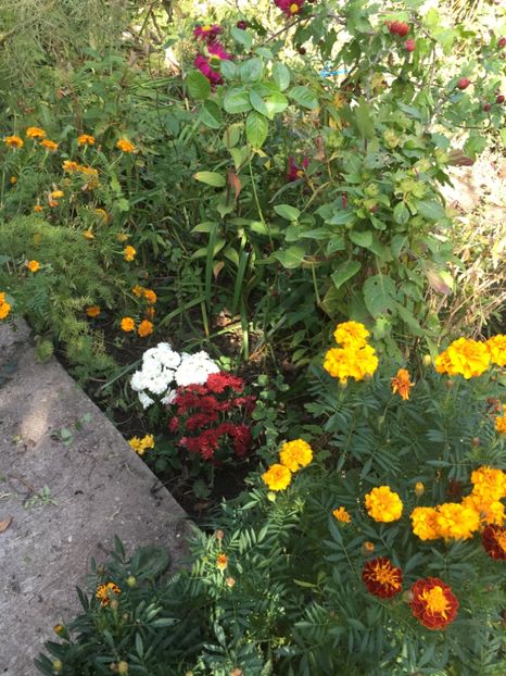 A3127A87-BA3B-4013-8FD1-B4AF55802C21 - Crizanteme 2018