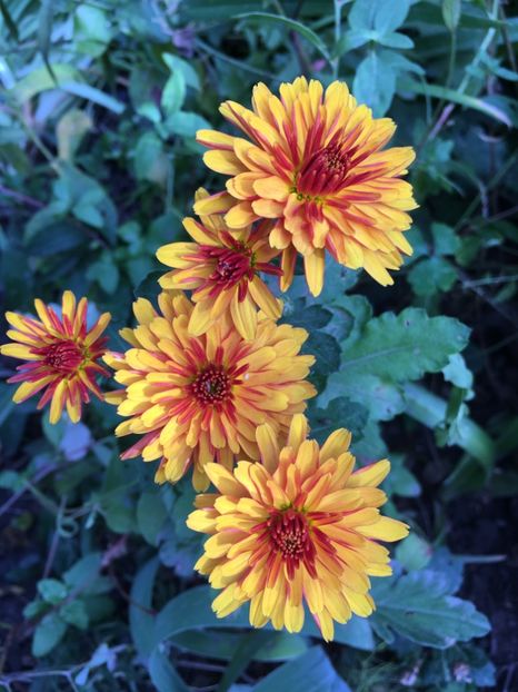 3E4DCF35-CC11-4025-9A2D-F59B43AB0C92 - Crizanteme 2018