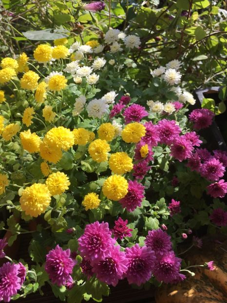 CB597DDE-0799-4E3A-8501-53D72F07738D - Crizanteme 2018