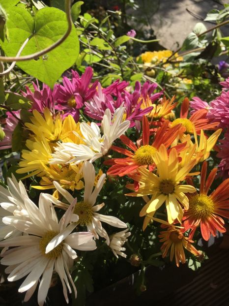 42545239-6A00-4E93-868F-8616C68897E2 - Crizanteme 2018