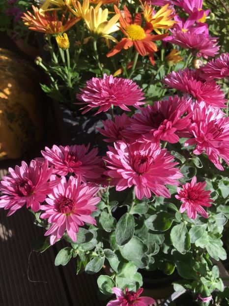 E4899B5C-C650-4633-A552-7C13EDB0F0AB - Crizanteme 2018