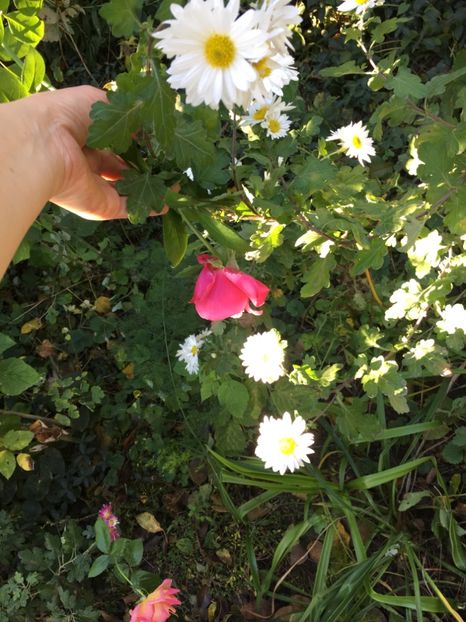 E65357B6-5CE3-4B7D-AE2A-C503C7F623A2 - Crizanteme 2018