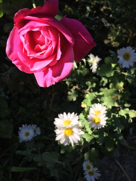 D73351B9-9BD7-4776-878D-AEB4663FFF14 - Crizanteme 2018