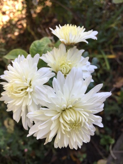 53C92A36-F8EC-4A27-B927-6818C12EE52F - Crizanteme 2018