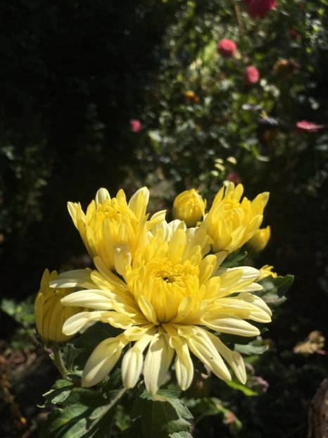 FEC7ED30-0EE2-41AC-AF3F-5BD63FB7195F - Crizanteme 2018